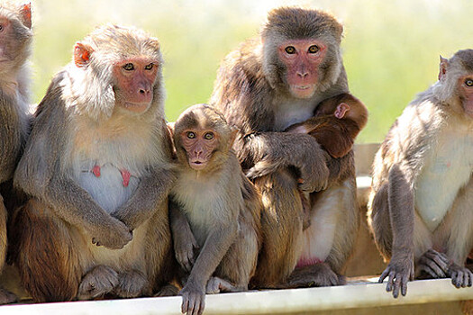 Мартышка покусала 10 человек, один погиб