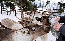 В Нижегородской области появилась оленья ферма