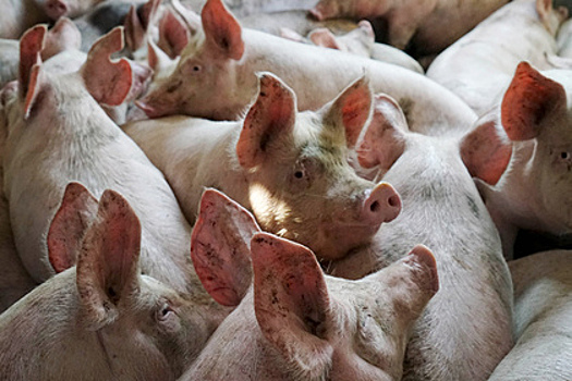 Россия запретила ввоз свинины из Румынии