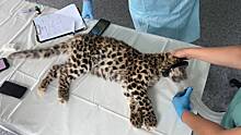 В Приморье спасли детёныша дальневосточного леопарда