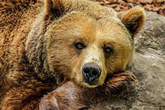 Житель Тувы рассказал, как откусил язык разъяренному медведю