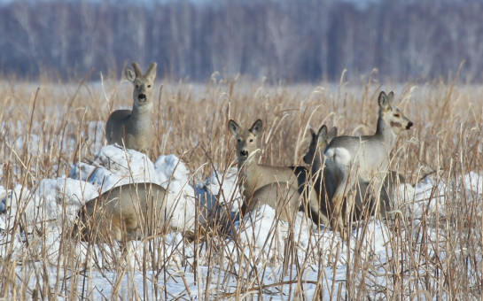В Новосибирской области браконьеры на лыжах застрелили трех косуль