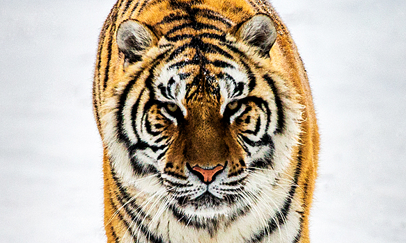 Самый большой тигр России исчез
