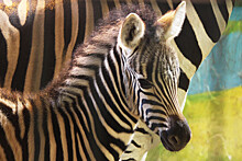 Нижегородцы в полосатой одежде смогут посетить зоопарк «Лимпопо» за полцены