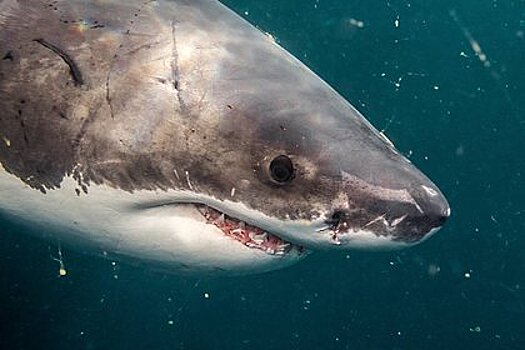 Большая белая акула растерзала купавшуюся 39-летнюю женщину