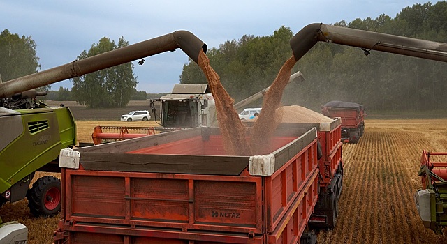 Новосибирские аграрии отказываются продавать зерно из-за низких закупочных цен