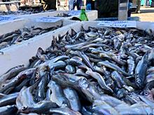 Лютаревич рассказал о месте, где оставят любительский лов корюшки в Калининградской области