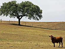Бык убил рабочего