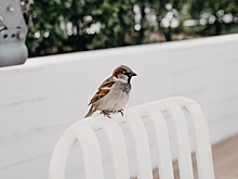 Орнитолог Мишин посоветовал подкармливать птиц сырыми семечками и дроблёными орехами