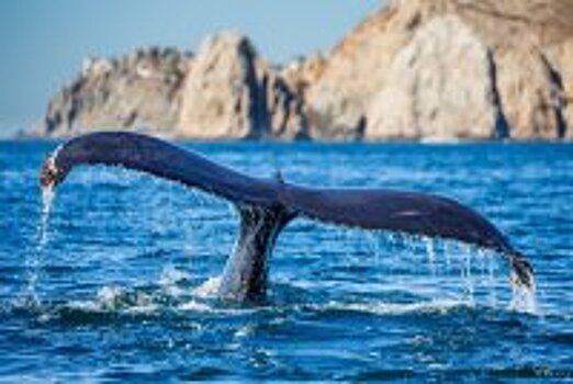 В Японском море при столкновении парома с китом пострадали 87 человек