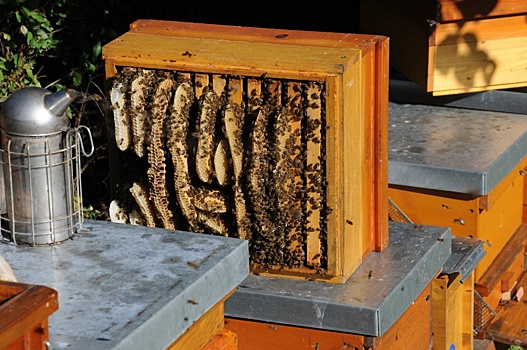 Суд спас семеновскую дачницу от пчел