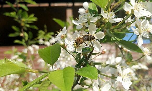 Пчеловодам и аграриям Владимирской области напоминают о конструктивном взаимодействии