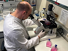 Вирусолог сравнил оспу обезьян с коронавирусом