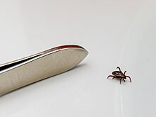 Специалист Шехян посоветовал носить закрытую одежду для защиты от клещей на природе