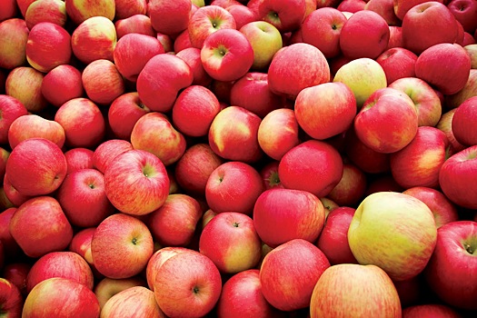 Эксперты рассказали, почему фермеры Марий Эл не выращивают яблоки