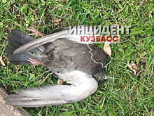 Подросток жестоко убил голубя в Кемерове