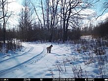 В Окском заповеднике заметили неуловимую рысь