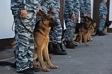 Конкурс для служебных собак «Верный друг» пройдет в Подмосковье с 30 июля по 10 августа