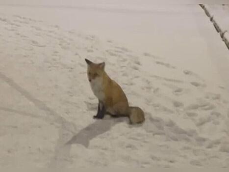 Лису заметили в селе Забайкалья
