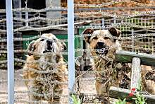 В Сургуте построят приют для бездомных собак