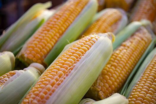 Жителям одной страны посоветовали питаться кукурузой из-за нехватки еды