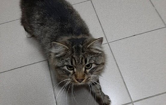 Потерявшийся в Карелии кот-мурманчанин четыре месяца ждал хозяев на парковке и - дождался!