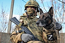 Служебные собаки с начала СВО задержали свыше 350 боевиков ВСУ