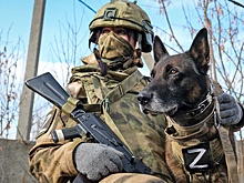 Служебные собаки с начала СВО задержали свыше 350 боевиков ВСУ