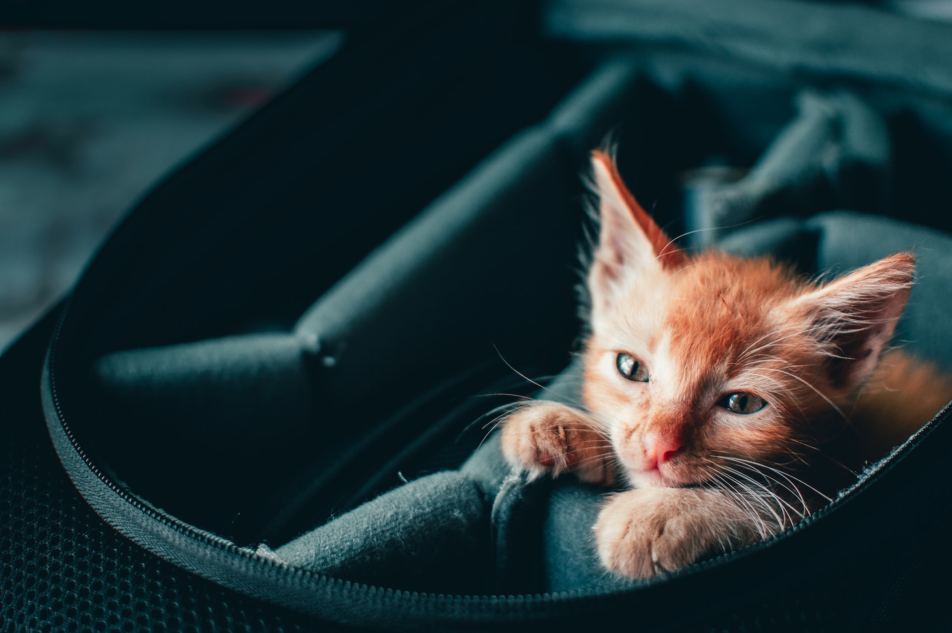 Как перевозить кошку в поезде: правила перевозки