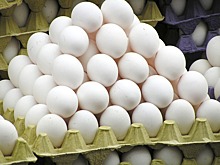 Французский художник принялся высиживать куриные яйца