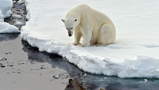 Новый вид медведей появился из-за глобального потепления