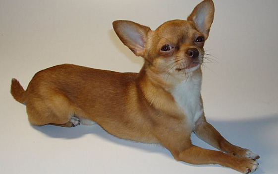 Чихуахуа ценой жизни спас хозяйку в Подмосковье. На нее напал бойцовский пес