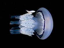 Самые странные обитатели Черного моря