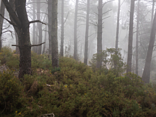 В Перми нашли мертвой 49-летнюю певицу: тело лежало в лесу за автозаправкой