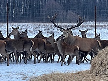 На Тамбовщине восстанавливают популяцию диких копытных