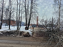 В парке Победы в поселке Кез спилили липы