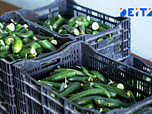 В Приморье разоблачили огуречную мафию