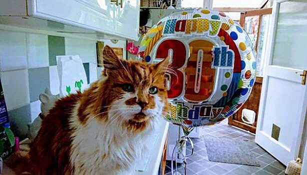 Самый старый кот в мире отметил 30-летие: видео именинника