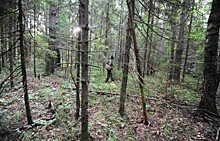 В Калужской области ищут ушедшего в лес пенсионера