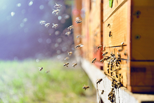 Tomsk scientists plan to start creating robot-bees in 2019