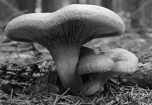Самые опасные съедобные грибы