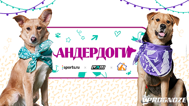 У двух собак теперь есть семья. PARI помогла бездомным собакам и собрала для них 1 млн рублей на корм