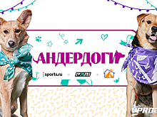 У двух собак теперь есть семья. PARI помогла бездомным собакам и собрала для них 1 млн рублей на корм