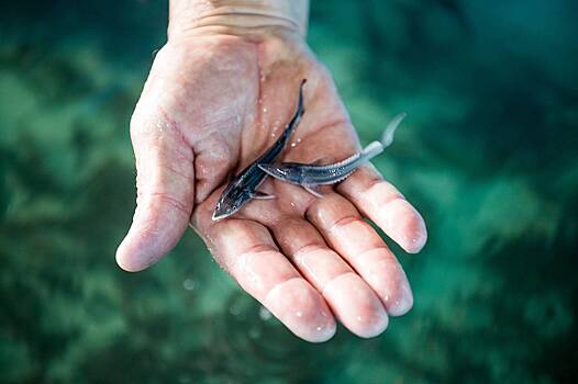 Десятки тысяч мальков краснокнижной рыбы выпустили в Волгу