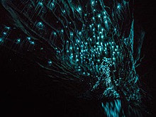 Фотограф снял звездное небо из светлячков в новозеландской пещере
