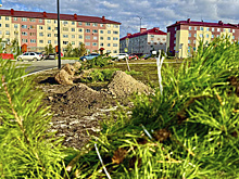В Салехарде проинспектировали озеленение на городских улицах