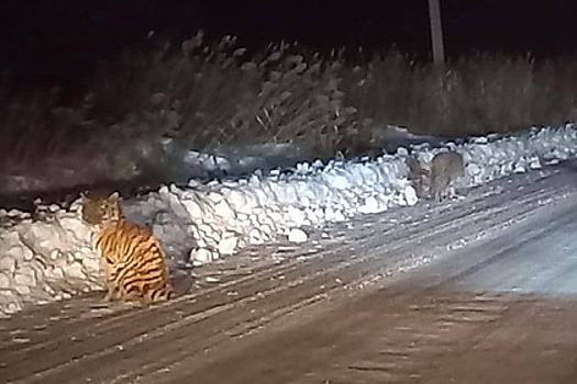 Трое амурских тигрят вышли на дорогу без матери в российском регионе