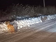 Трое амурских тигрят вышли на дорогу без матери в российском регионе
