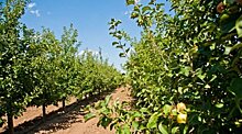 Садоводы и производители ягод Волгоградской области рассчитывают на урожай не менее 71 тысячи тонн