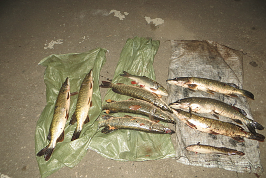 Инспекторы ГИБДД задержали браконьеров в Петровском районе с уловом из десяти рыб